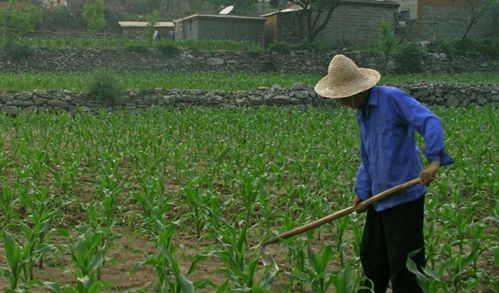河北三權分置土地改革新動向 農民有望成為集體資產股東，助力農作物種子經營發展