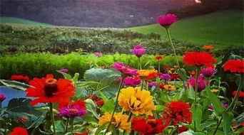 每周營(yíng)業(yè)兩天，專注精品種子——這個(gè)農(nóng)莊讓人流連忘返